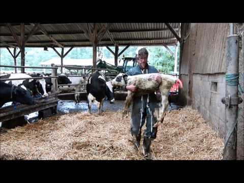 Vidéo: Combien de temps faut-il à une vache pour avoir un veau ?