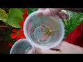 how to collect petunia seeds, how to harvest petunia seeds