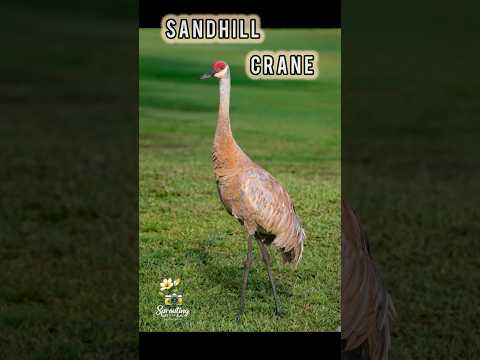 Dancing Giants: Sandhill
