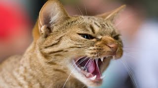 Male Cat Calling Female | Male Cat In Heat Sounds | Cat Mating Call Sounds