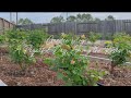 A Calm Spring Day in the Rose Garden | Garden Vlog
