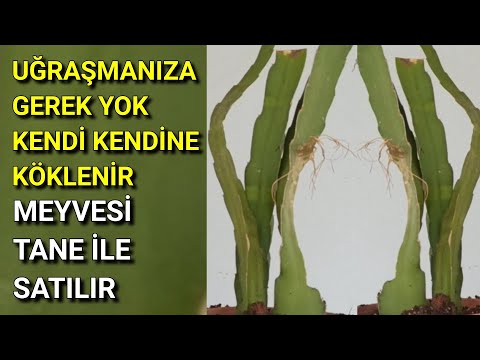 Ejder Meyvesi, Nasıl