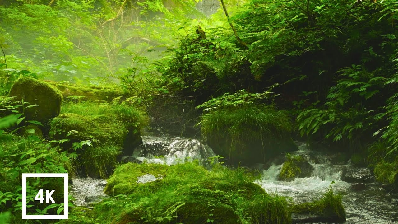 Morning Forest Stream with Gentle Mist | Soothing River & Birdsong for ...