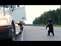 Мишки на дороге [RoadCrash500]