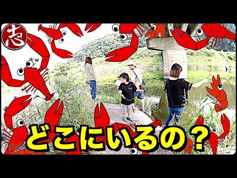 【ザリガニ釣り】人生初！川・池で生き物収集♪子供も大人も本気でチャレンジ【夏休みおでかけ企画】ココロマンちゃんねる