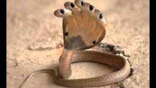 Snake With Five Head In India Jaffa Mood2