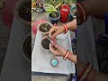 आज कुछ सीखेंगे अडेनियम से #Livehighlight#gardeningwithsunita #shortlive #livestream#diy