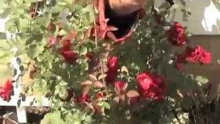 West County Thorn-Proof Rose Gloves | Gardeners Edge