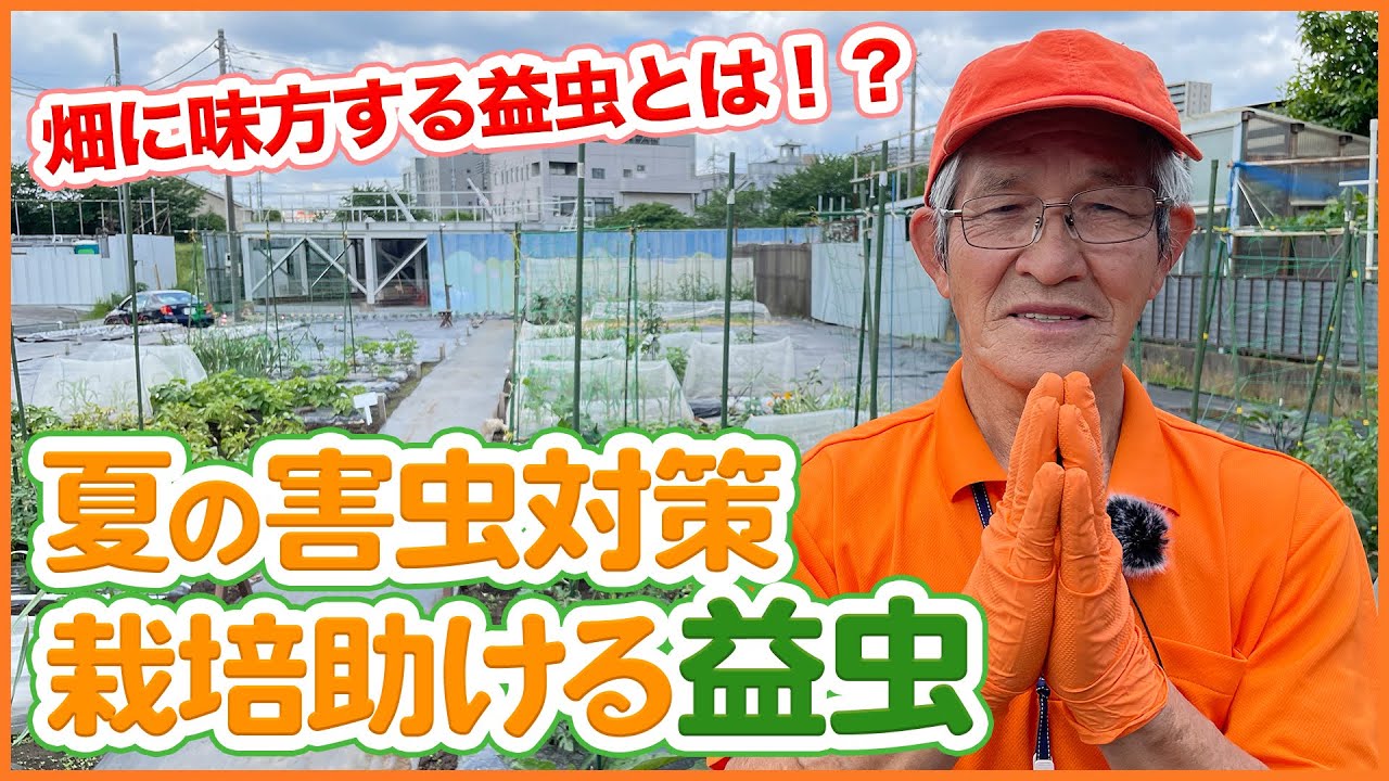 害虫駆除の基本 自然農薬も使わない家庭菜園での対策方法 アオムシ タバコガ アブラムシ ヨトウムシ何でもコレで解決 害虫対策 益虫 Youtube