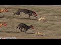 Greyhound vs rabbit 2024  dog vs hare  greyhound coursing race