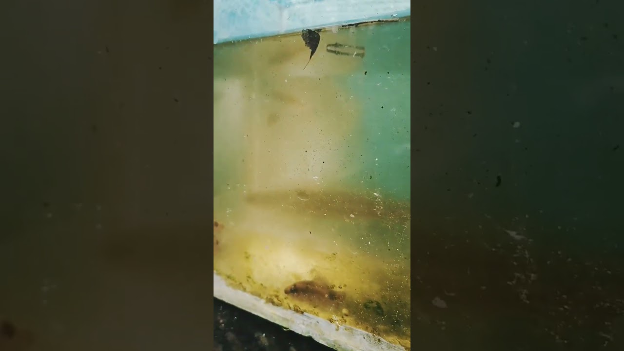 Channa Diplogramma | Puli vaga| Mayil vaga