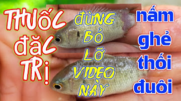 Thuốc Đặc Trị Các Bệnh Trên Cá Rô Đầu Nhím Hiệu Quả Không Thể Bỏ Qua Video Này ✓Minh Đoàn Tô