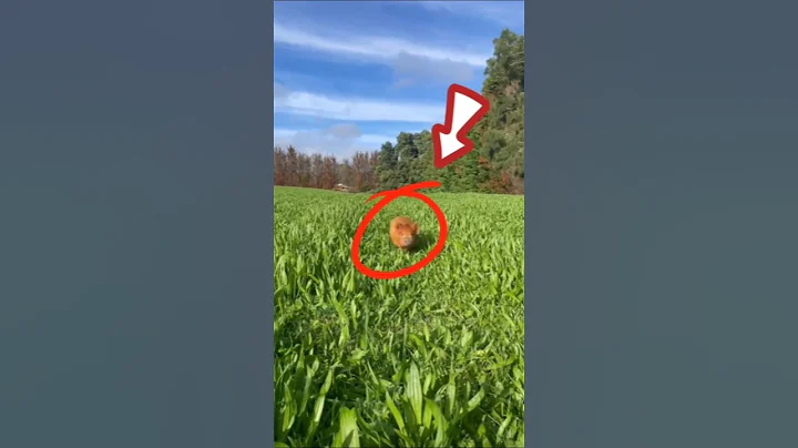 Here are the 5 facts about pigs!.