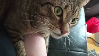 Quickie Cat ASMR