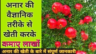 anar ki kheti | Anar ki kheti kaise karen |anar ki kheti kaise kare in hindi |pomegranate farming