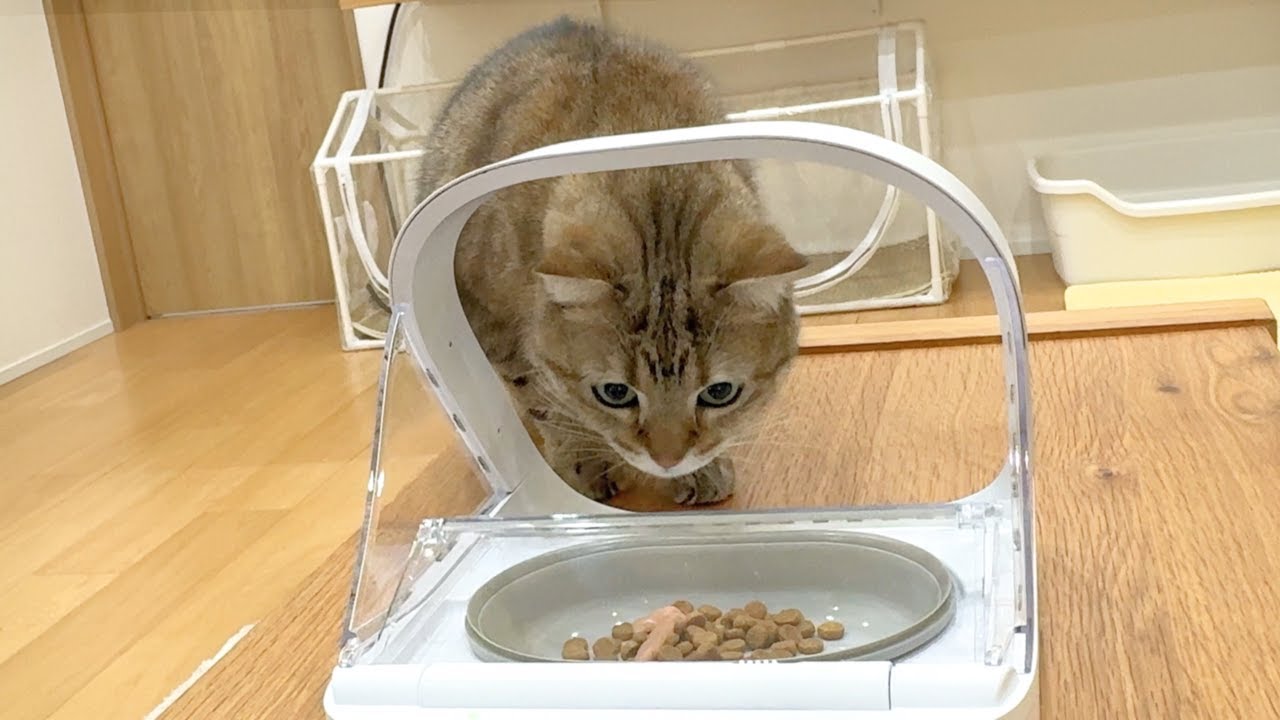 マイクロチップ給餌器を導入した時の猫の反応がこちら…！