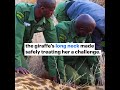 IFAW rescues giraffe from poacher’s spear