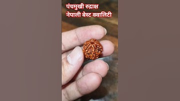 पंचमुखी रुद्राक्ष बेस्ट क्वालिटी नेपाली 🙏🙏 #shreeshivampujastore #shiv #rudraksh #shivshankar