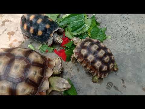 Video: Apa yang Memberi Makan Kura-kura Sulcata Anda