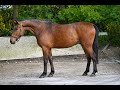 Hexploitsette k z big andi k x exploit de roulard  gelding 2019