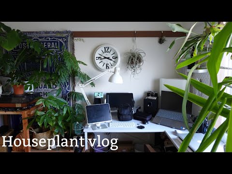 観葉植物を100株以上育てても、まだ抑えられない物欲｜vlog