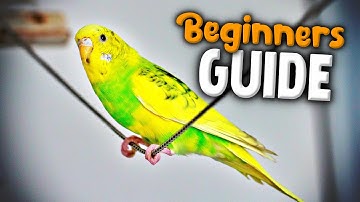 How to take Care of a Parakeet | Beginner