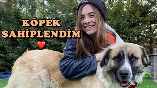 KÖPEK SAHİPLENDİK!!