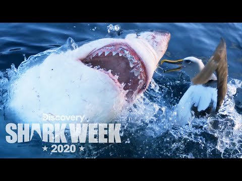 Shark Attacks Bird Out of Nowhere! | Shark Week