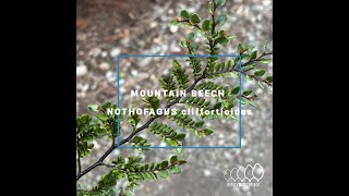 Nothofagus cliffortioides - Mountain Beech