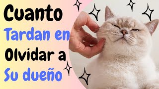 Cuánto tarda un gato en olvidar a su dueño  Memoria felina.