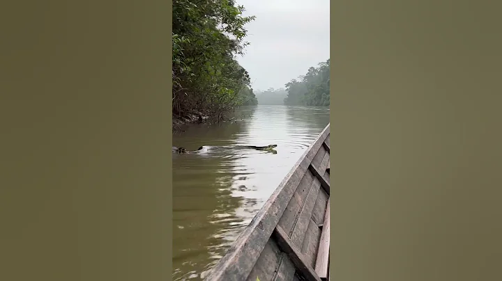 🐍 MASSIVE ANACONDA APPEARS NEAR MY BOAT (Amazon River) #shorts thumbnail