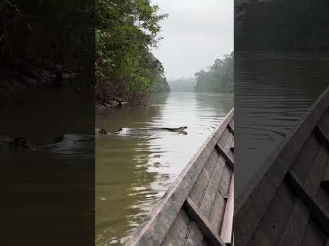 MASSIVE ANACONDA APPEARS NEAR MY BOAT Amazon River Shorts