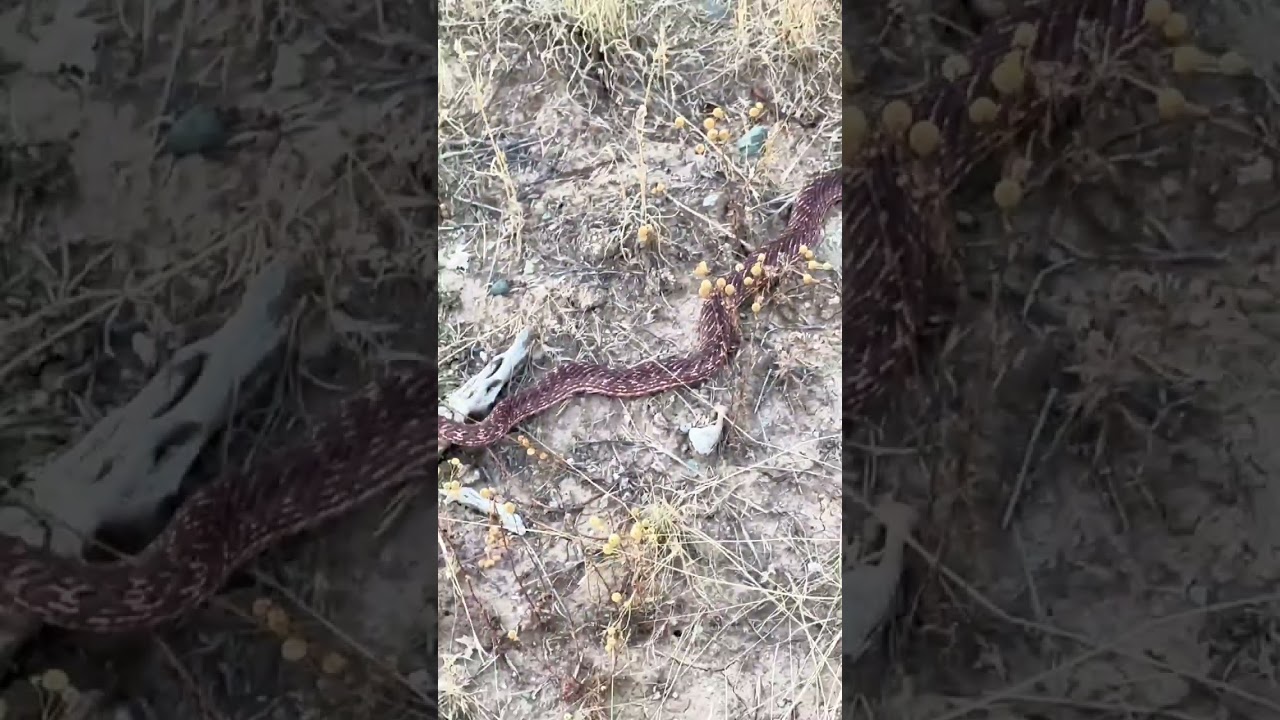 Red Snake with Black Head