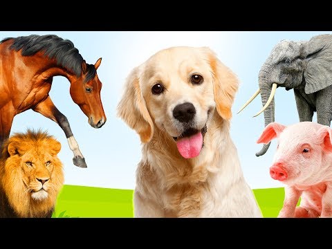 Dieren leren Nederlands 🦁 Leerzaam kinderfilmpje voor peuters en kleuters