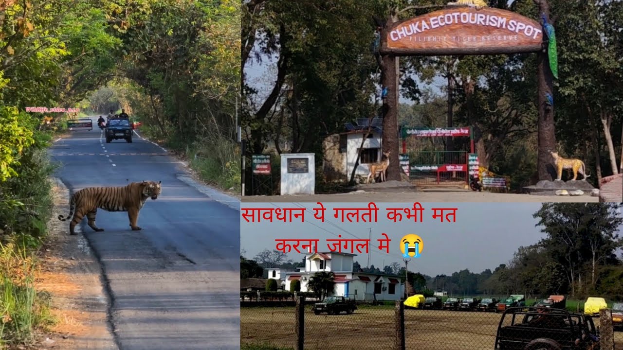 Tiger🐯Attack Man In The Forest Jungle Safari Pilibhit Tiger Reserve Tiger Attack Human Wildlife Vlog