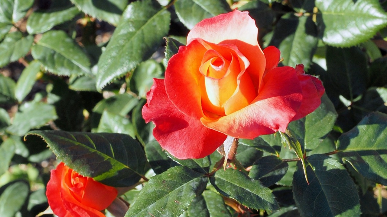 micoco 薔薇古城の精霊 悦薔星庭 ピンク ミココ ぬいぐるみ 600