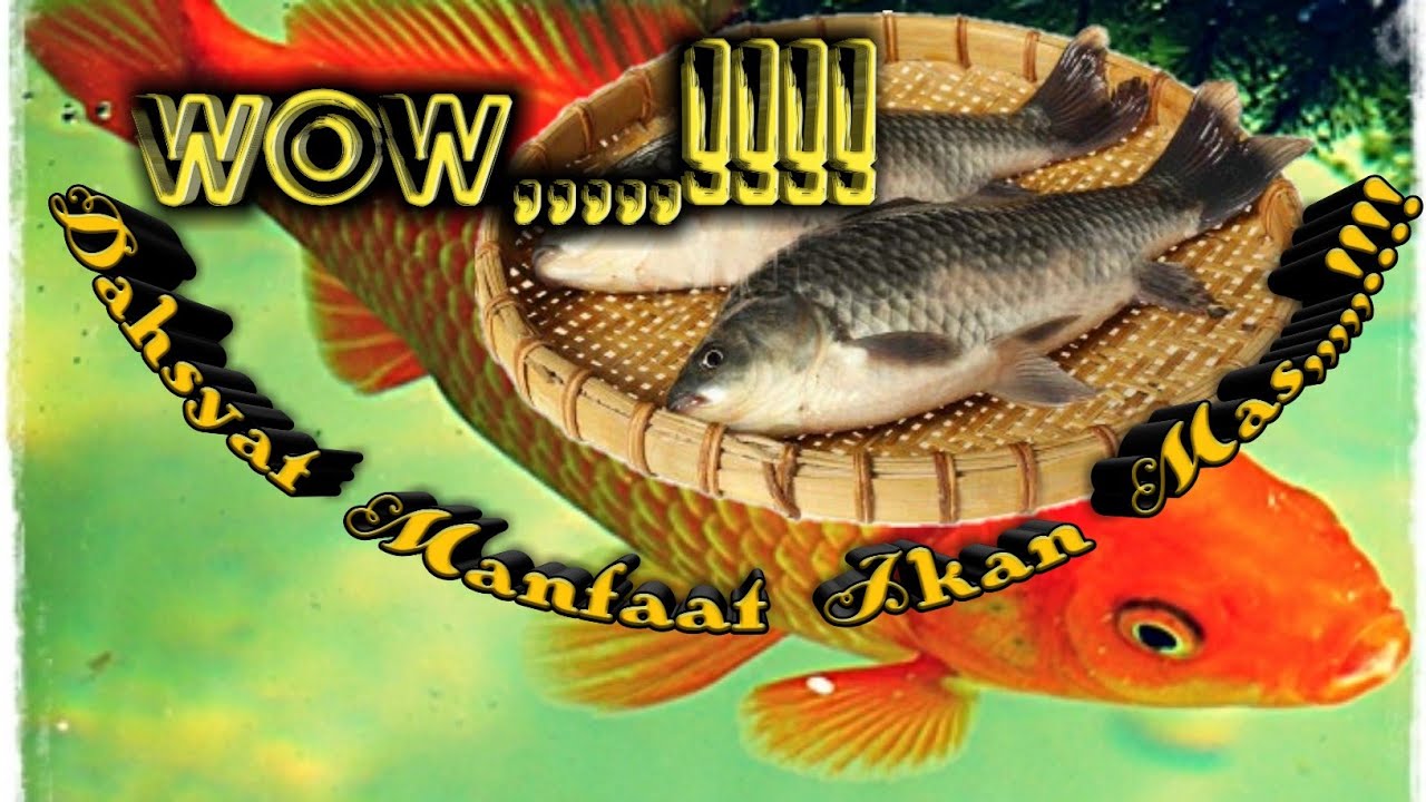 5 Manfaat Ikan Mas, Salah Satunya Baik untuk Pertumbuhan. YouTube
