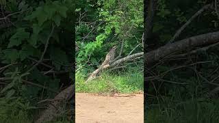 Download Mp3 Roadrunner in east Texas #roadrunner #nature #birds Gudang lagu Download Mp3 Roadrunner in east Texas #roadrunner #nature #birds