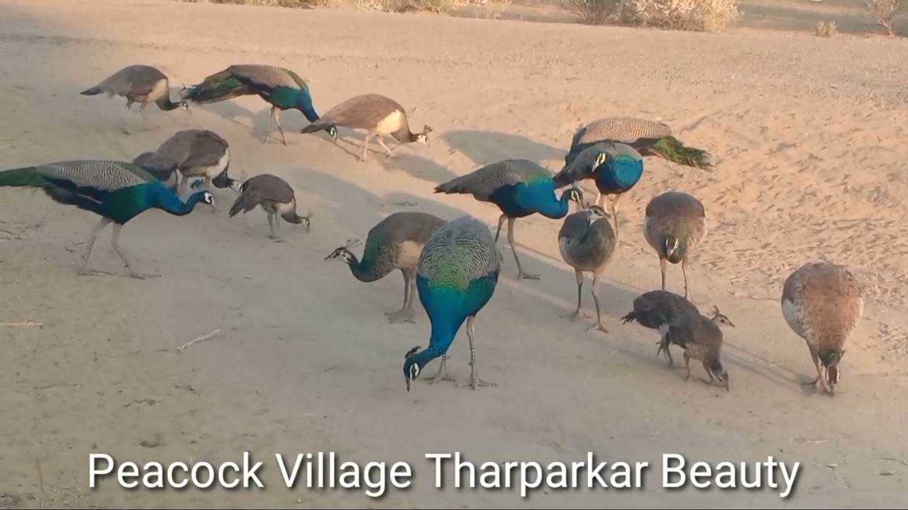 Beauty of desert evening and great peacocks flock I Nature wonders I