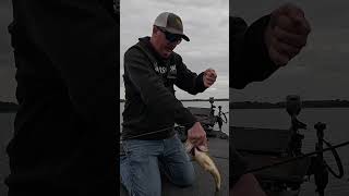 Humminbird Mega 360 Finds More Fish!