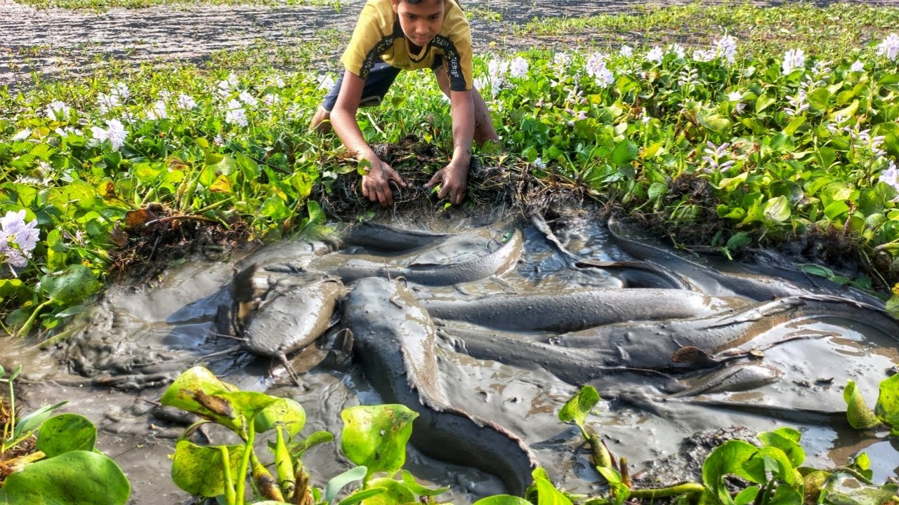 Unique Fishing By Hand. A Smart Boy Catching Many Catfish Under Water ...