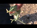 “catching a chameleon” in a REAL DESERT