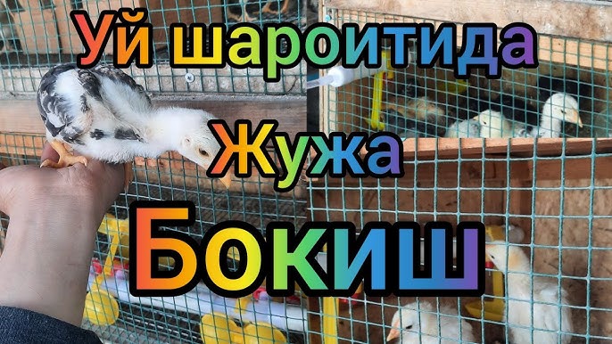 Katta kokrakli lezbiyenlar onanizm bilan shugullanishadi Ayol mushukining fotosuratini korsating