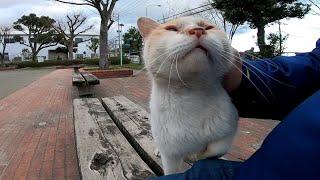 公園の野良猫、得意技はゴロンゴロンと頭突きです