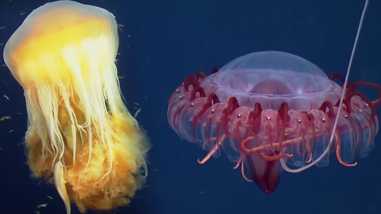 ⁣Deep Ocean: 10 Hours of Relaxing Oceanscapes | BBC Earth