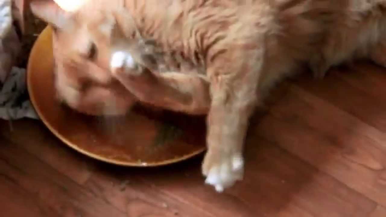 Catnips Heather Jane Wyatt her 2 High Cats