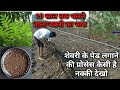 शेवरी ची लागवड कशी करावी नक्की पहा पूर्ण माहिती /shevri plants seed's / Sheli palan in Maharashtra