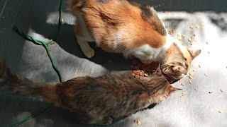 Cats & kittens are 760 & 754 & 747 & 656 & 582 & 499 & 398 & 381 & 333 & 257 & 142 & 104 & 164 &98 d