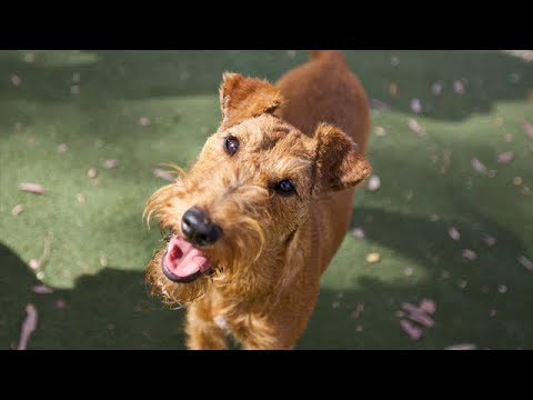 Blind Dog Regains