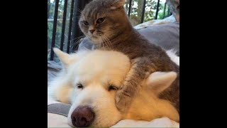You are only mine!  Funny video with dogs, cats and kittens!